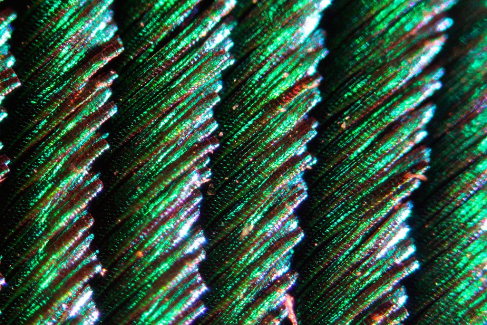 peacock-feather_0027